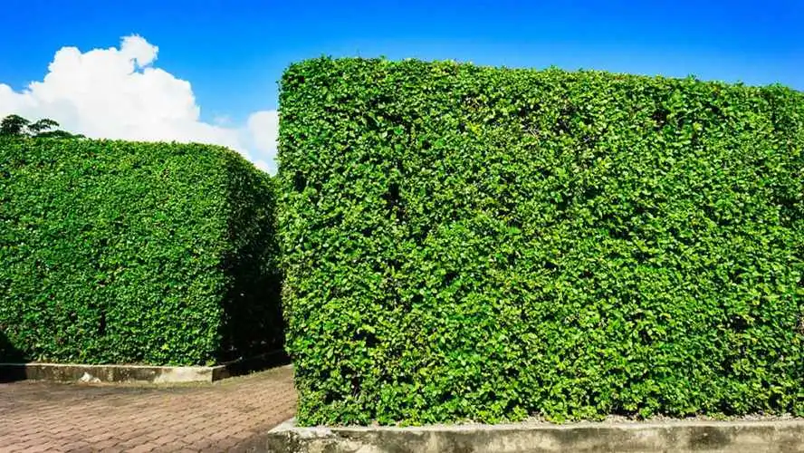 阳西县荣禧花园绿化工程