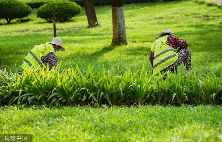 绿化养护小窍门：选择合适的土壤肥料